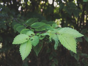 Close-up of leaves