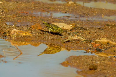 Close-up of leaves in lake