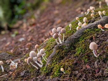 Close-up of mushrooms growing on field