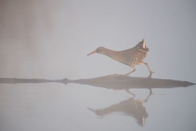 Bird flying over lake