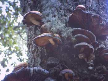 Close-up of cow on tree