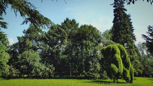 Trees on landscape against sky