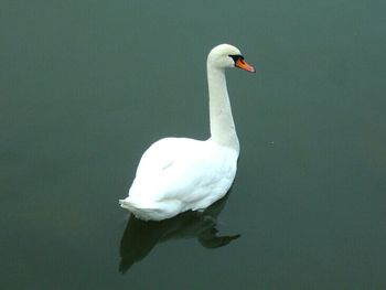 Bird flying over white background