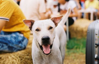 Close-up portrait of a dog