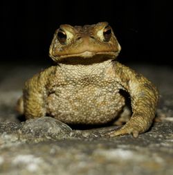 Close-up of lizard