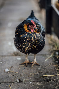 Close-up of a chicken on field