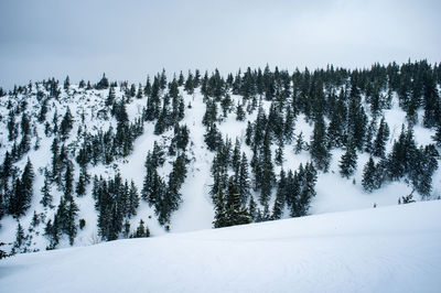 Pine trees on snow covered mountain against sky