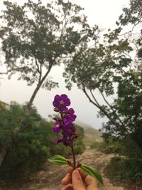 Person holding pink flowering plant against trees