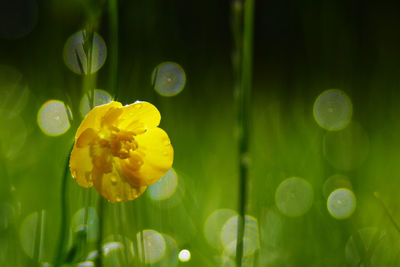 Close-up of yellow flower