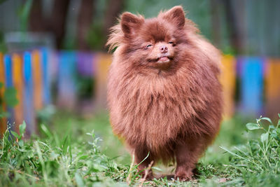 Portrait of an animal on grass