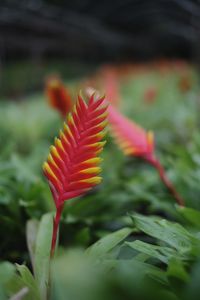 Close-up of red leaves on field during autumn