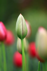 Close-up of red tulip buds