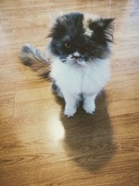 Portrait of cat on hardwood floor