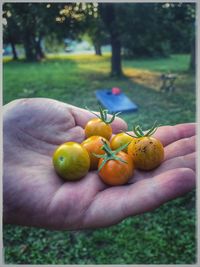 Close-up of hand holding apples