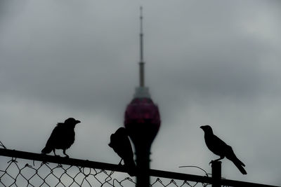 Low angle view of bird perching on cable against sky