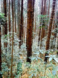 Trees in forest