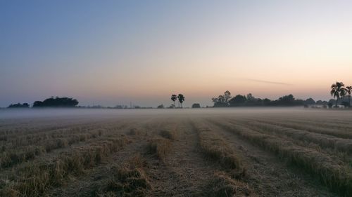 Scenic view of agricultural field against sky during foggy weather