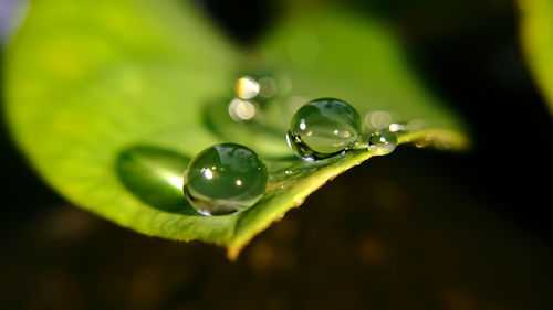 Close-up of water drop on leaf