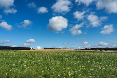 Scenic view of agricultural field against sky