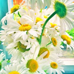 Close-up of white flowers