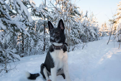 Dog on snow covered land