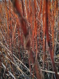 Full frame shot of dry plants on field