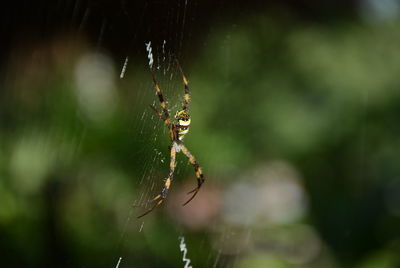 Close-up of spider on web