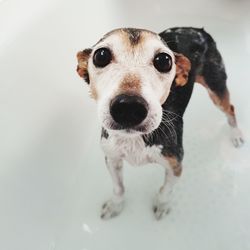 Close-up portrait of dog