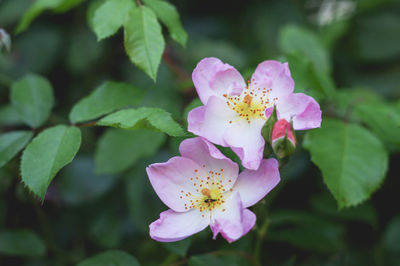 Close-up of pink flowers blooming outdoors