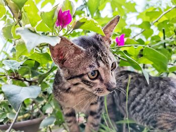 Close-up of a cat