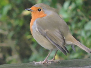 Close-up of bird perching outdoors