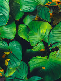 Full frame shot of green leaves