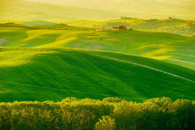 Scenic view of agricultural field