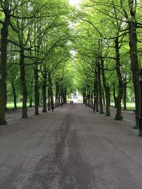 Empty road along trees in park