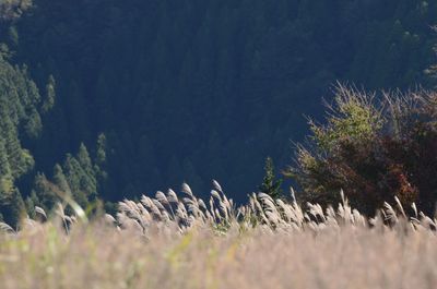 Plants growing on land