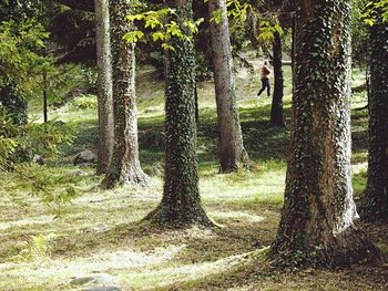 Trees on field in forest