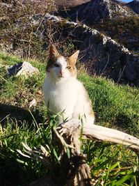 Portrait of cat sitting on field