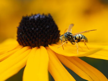 Close-up of insect on yellow flower