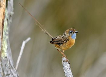 Close-up of bird perching on twig