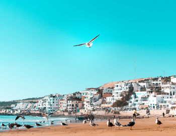 Low angle view of seagulls flying over beach against sky