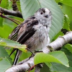 Close-up of bird perching on branch