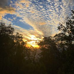 Low angle view of silhouette trees against sky during sunset