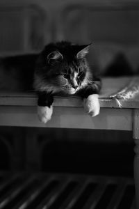 Portrait of cat resting on floor