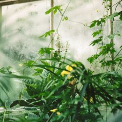 Close-up of plants