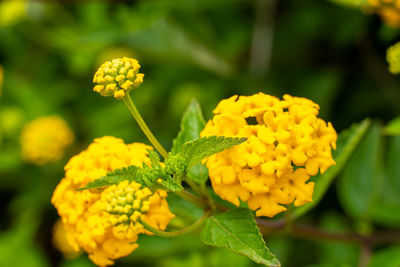 Close-up of yellow flowering plant