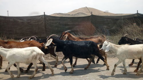 Goats walk in a road