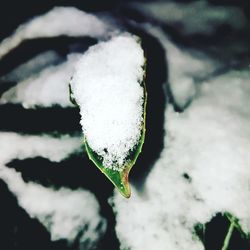 Close-up of frozen leaf during winter