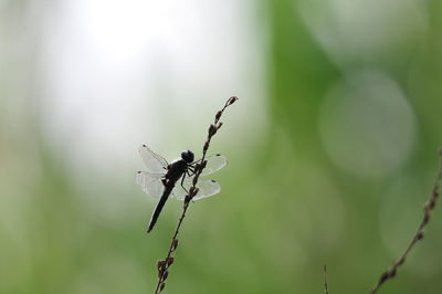 Close-up of insect on plant