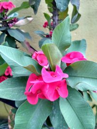 Close-up of pink flowers blooming outdoors