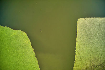 High angle view of green plants